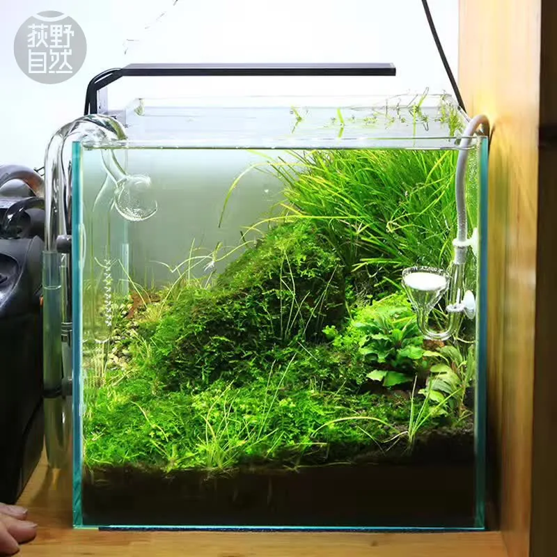 Aquarium Fish Background - Chihiros C 시리즈 ADA 스타일 식물