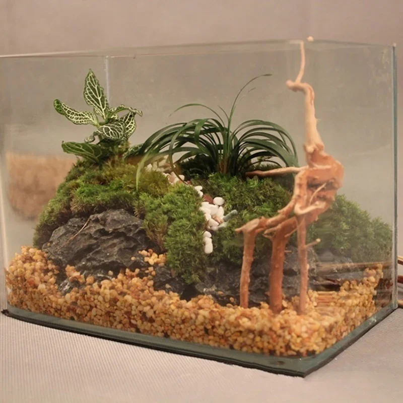 천연 나무 줄기 유목 수족관 어항, 파충류 실린더 뿌리 - Aquarium Fish Cartoon 리뷰 및 가격