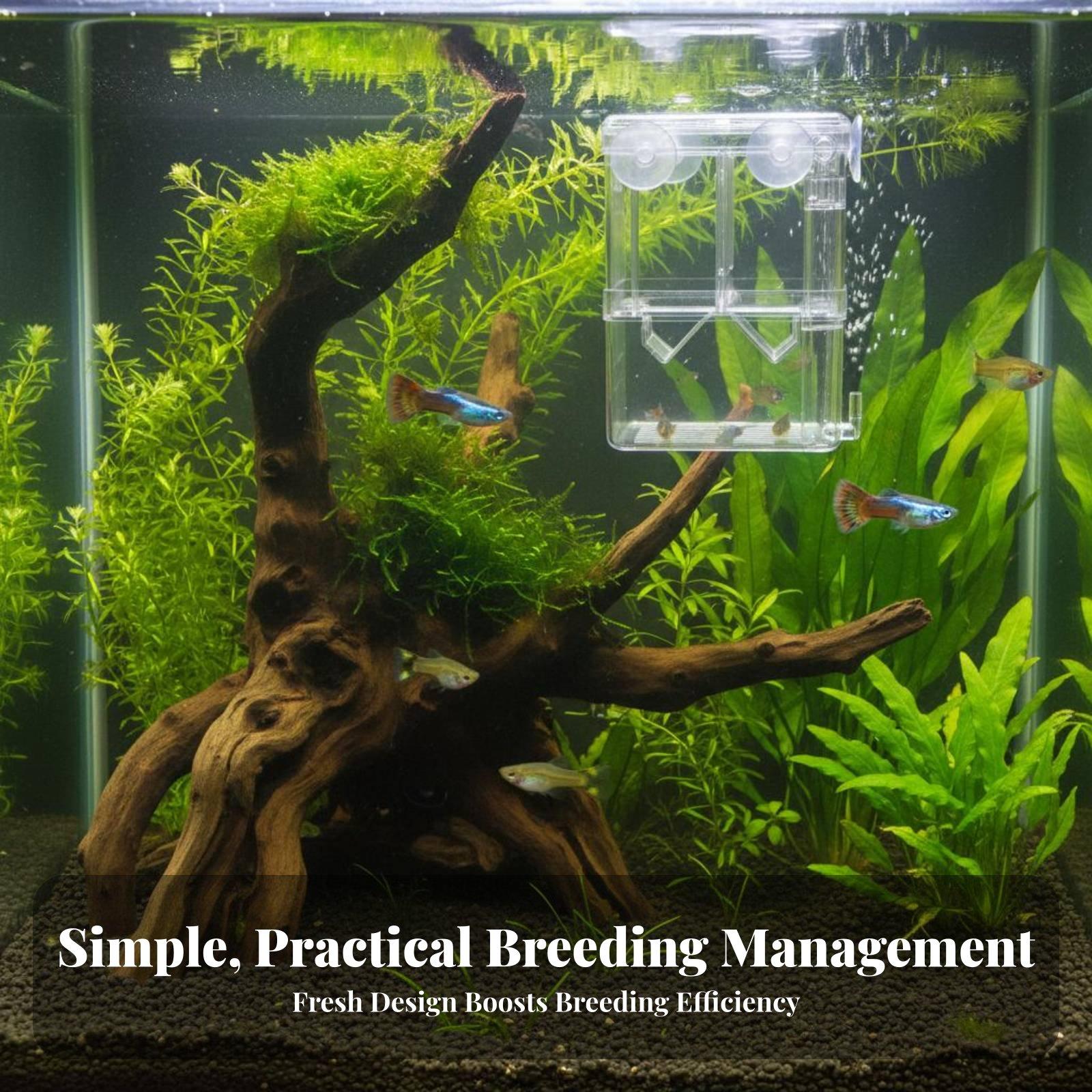 이중층 수족관 번식 탱크 새끼 물고기 격리 분리기 투명 - Aquarium Fish Usa 리뷰 및 가격