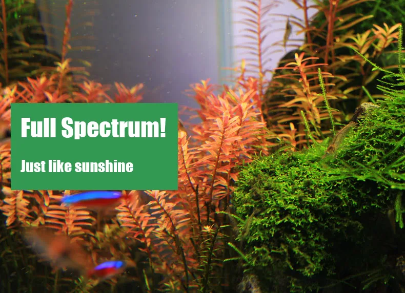 Chihiros C 시리즈 ADA 스타일 식물 성장 L - Aquarium Fish Background 리뷰 및 가격