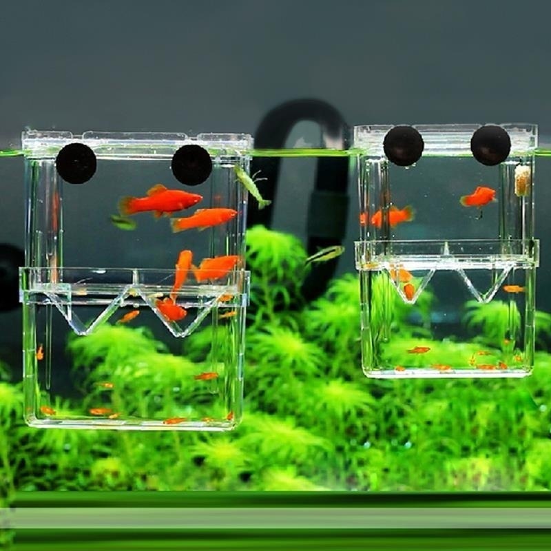 다기능 물고기 수족관 높은 명확한 물고기 번식 격리 상 - Aquarium Fish Background 리뷰 및 가격