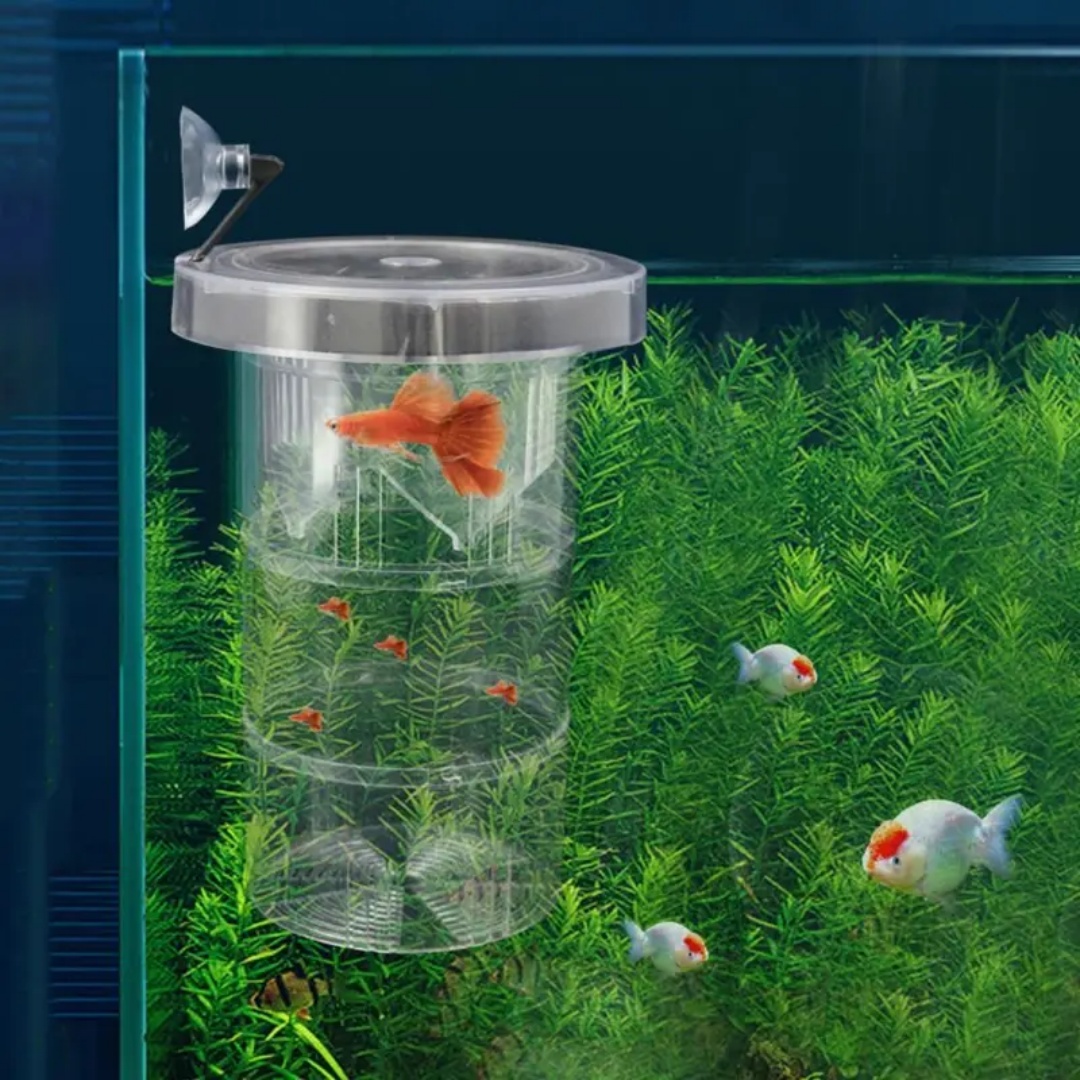 아크릴 플로팅 어류 번식 격리 상자 수족관 번식기 먹이 - Aquarium Fish Marine 리뷰 및 가격